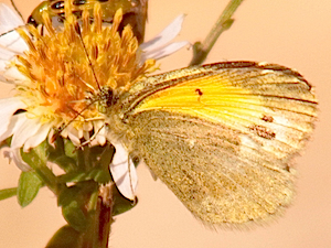 Dainty Sulphur Butterfly